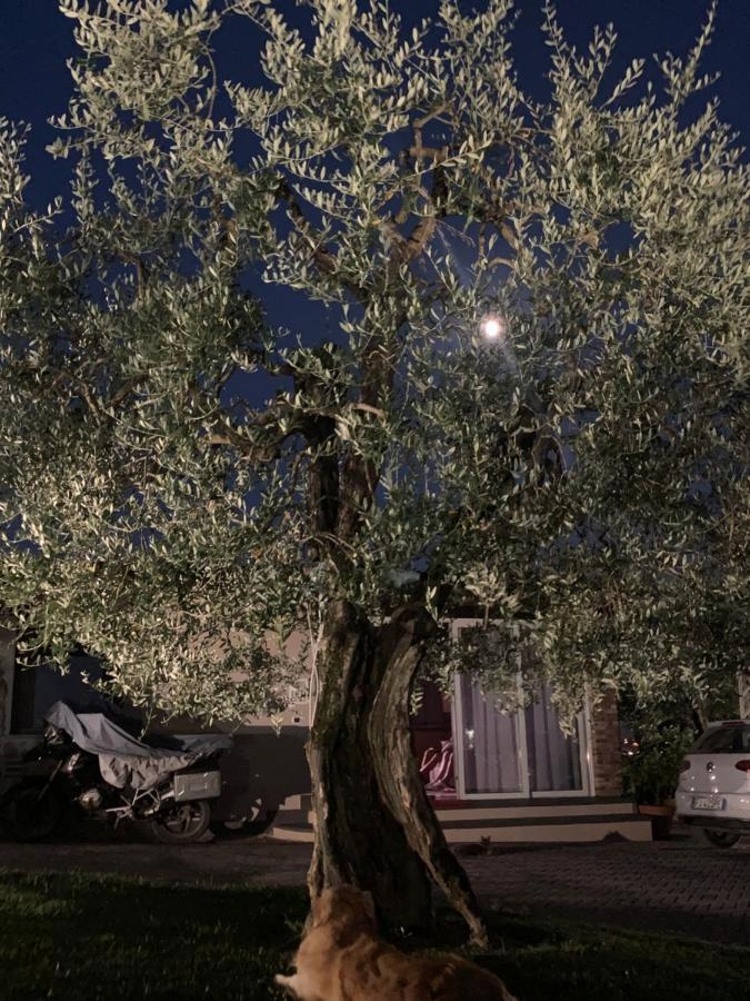 Апартаменти Locazione Turistica Casa Olivo Фучеккьо Екстер'єр фото
